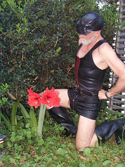 Red Bodacious Lily