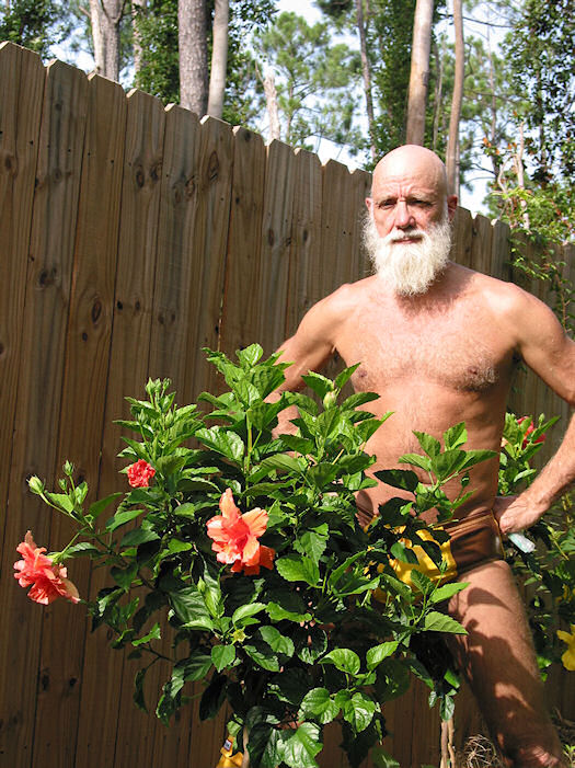 Beautiful Hibiscus Bulge