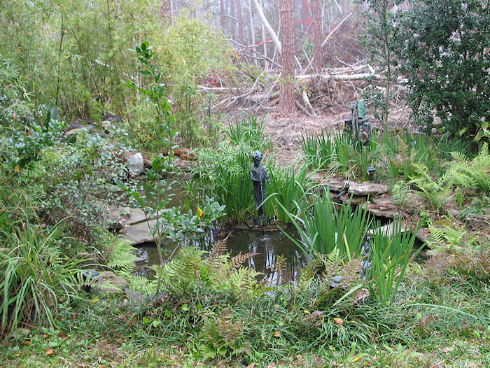 Dead pine trees behind Leather Oaks Pond