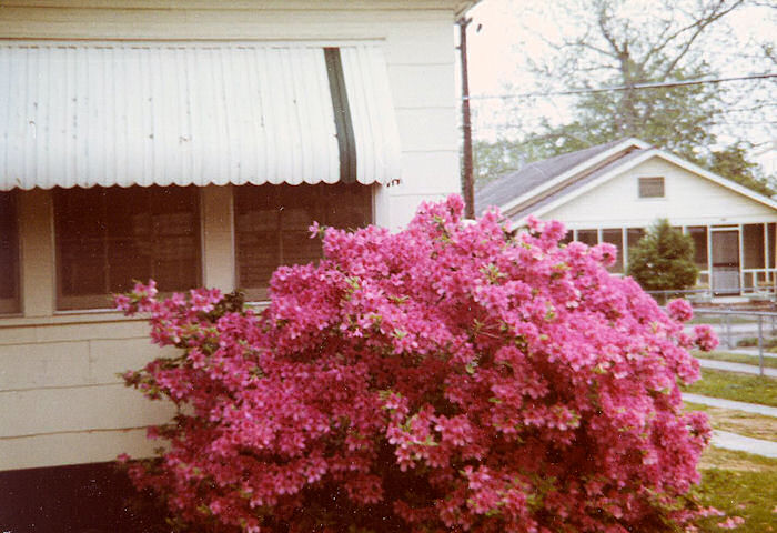Early Pink Azaleas outside Study