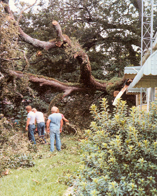 Tree Fall at Leather Oaks