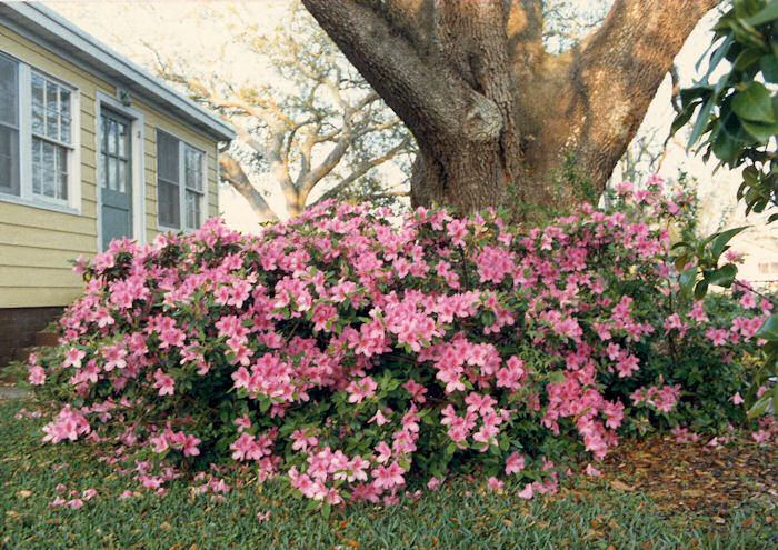 Daddy Oak Overlooks his Azaleas
