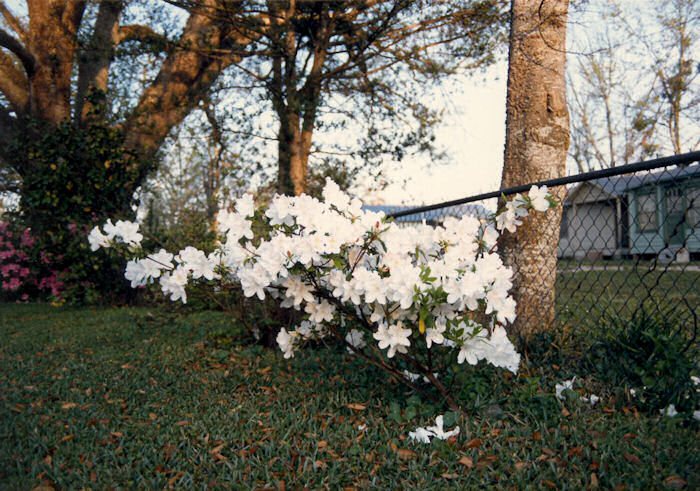 White Azalea and Red Camelia