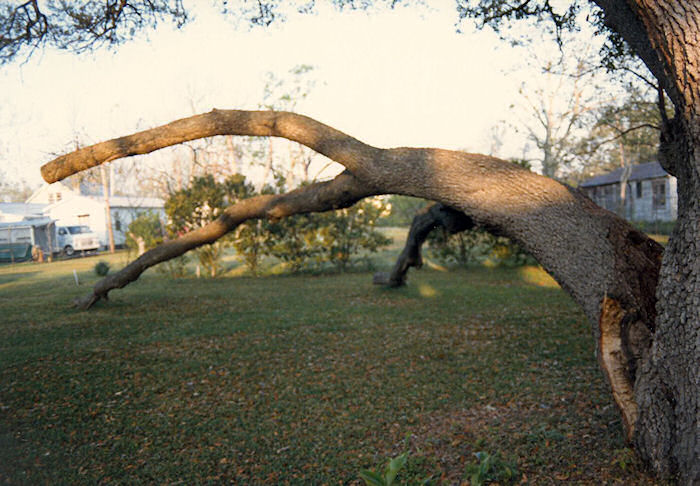 The Oak Fork