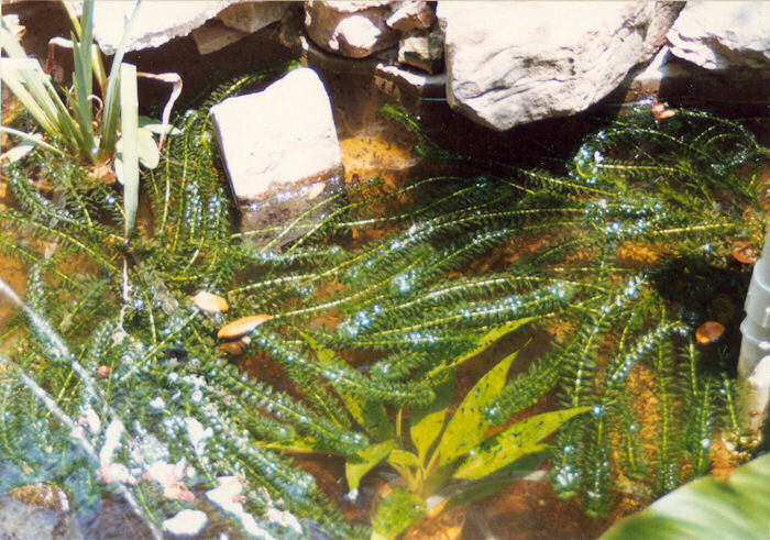 Pond Close-up