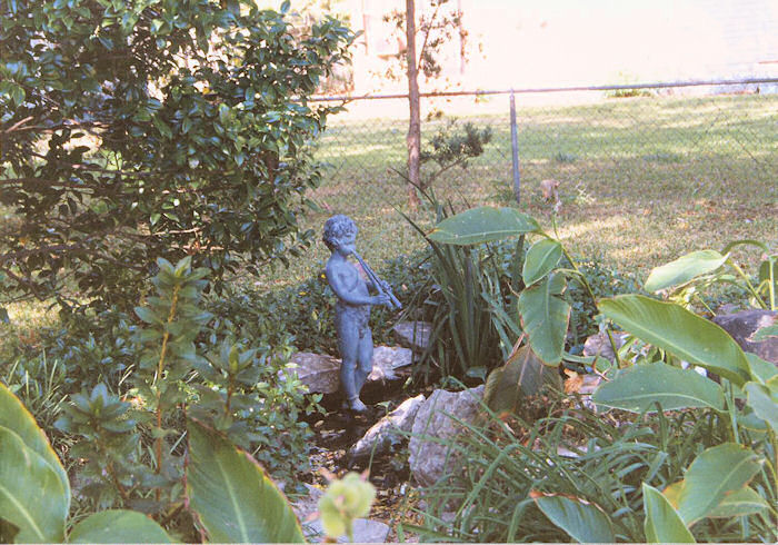 Water Hyacinths take over the Pond!