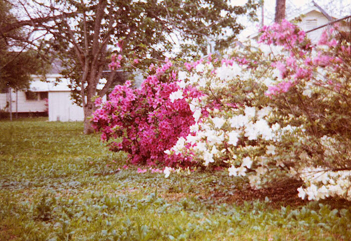 Three Azaleas