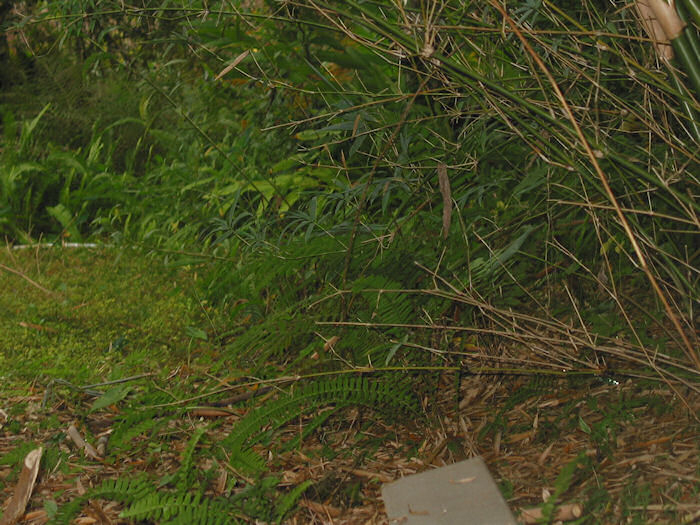 The Wetlands Wilderness Beckons.