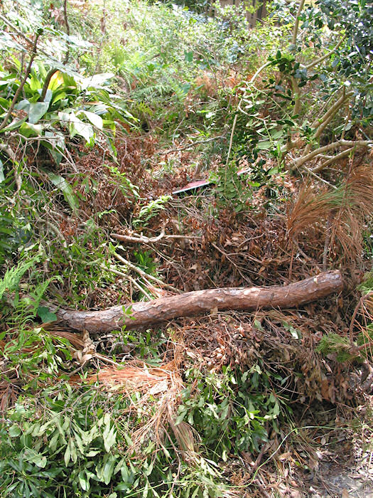 Season's Springs and gray clay