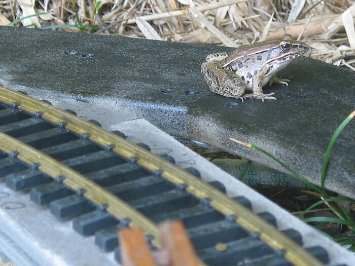 Serpentine Sentinel!