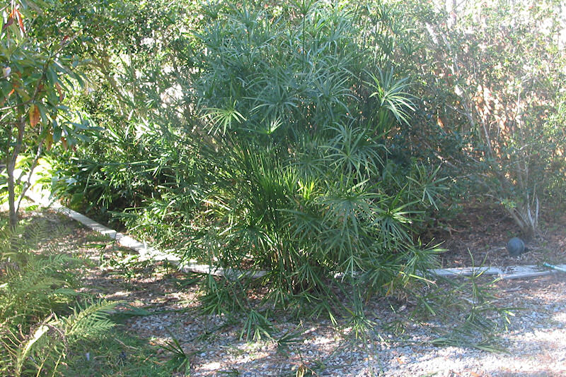 Lot Perimeter route along North Fenceline