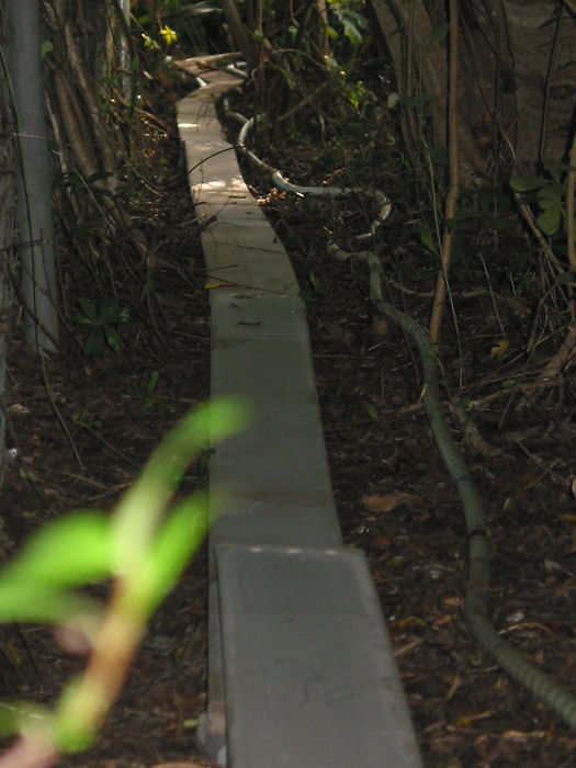 Fenceline Roadbed Roughed in Place!