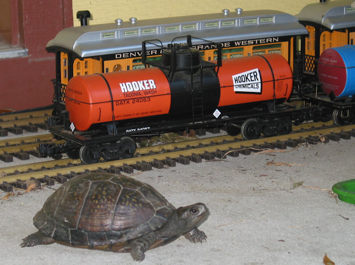 Porched Turtle Causes Stir!